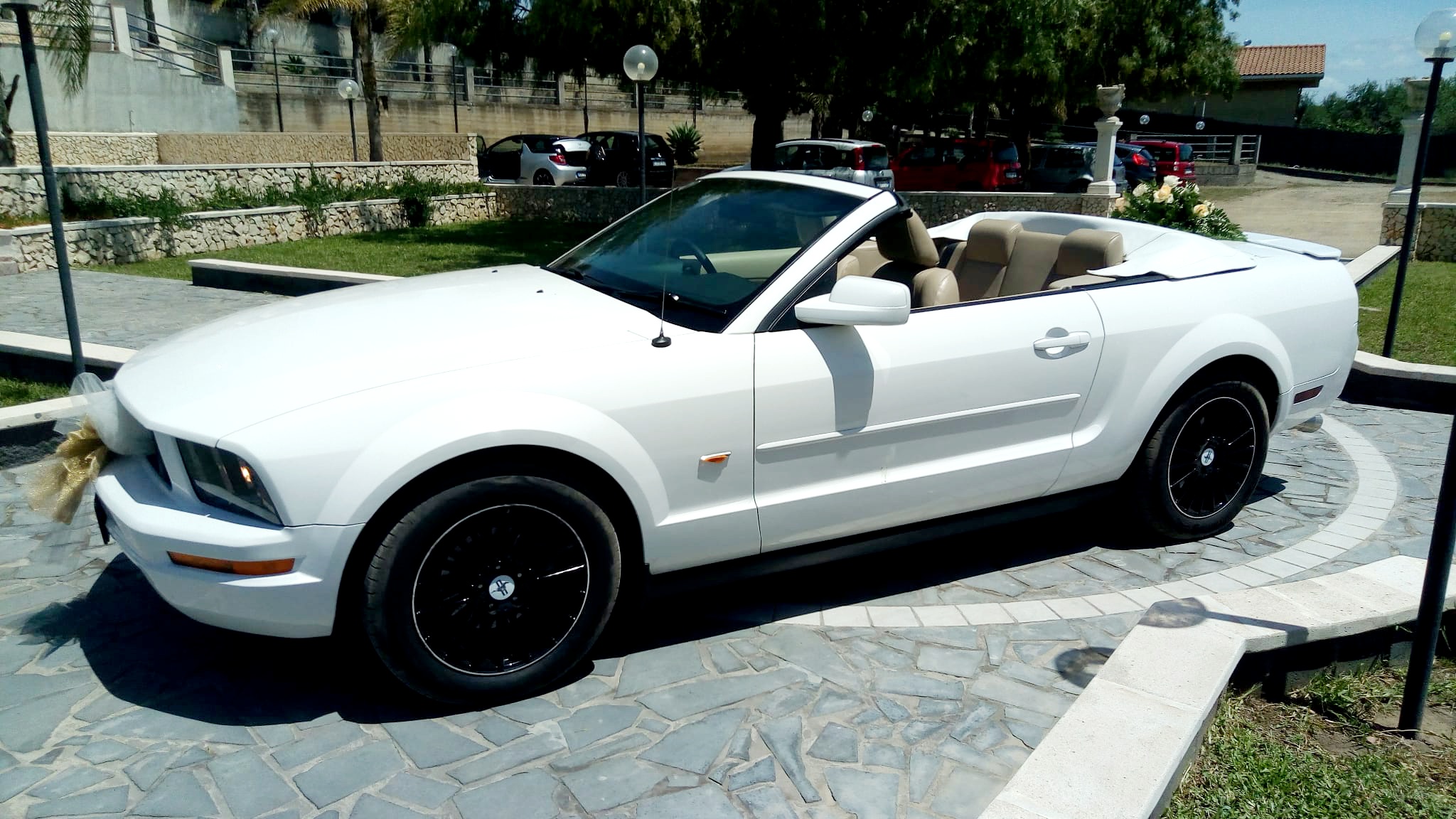 Mustang Bianca